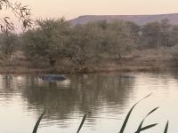 Mount Etjo Safari Lodge, Hippos