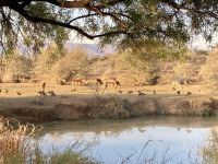 Mount Etjo Safari Lodge, Impalas