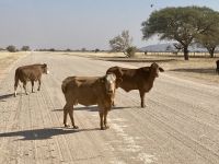 Fahrt zum Etosha, Kühe überqueren die Straße