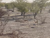 Safari Etosha, Impalas