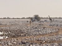 Safari Etosha, Giraffen