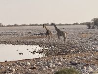 Safari Etosha, Giraffen