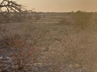 Safari Etosha, Springböcke