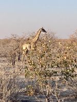 Safari Etosha, Giraffen