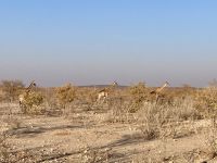 Safari Etosha, Giraffen