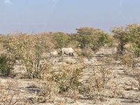 Safari Etosha, Nashorn