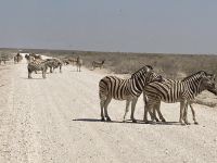 Safari Etosha, Zebras