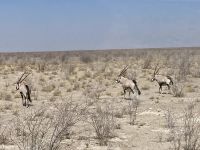Safari Etosha, Oryx