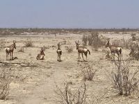 Safari Etosha, Springböcke