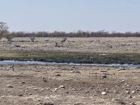 Safari Etosha, Löwen