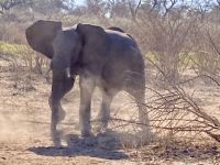 Jeep Safari, Buffalo Park, Elefanten