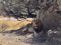 Jeep Safari, Buffalo Park, Löwen