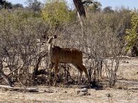 Jeep Safari, Buffalo Park, Kudu