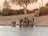 Bootsfahrt, Okavango, Elefanten