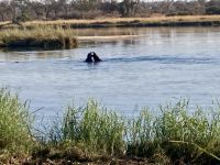 Ndhovu Safari Lodge, Hippos