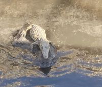 Bootsfahrt, Kwando, Krokodil