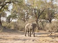 Jeep Safari, Bwabwata Park, Elefanten
