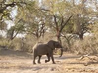 Jeep Safari, Bwabwata Park, Elefanten