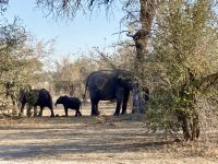 Jeep Safari, Bwabwata Park, Elefanten