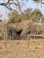 Jeep Safari, Bwabwata Park, Oryx