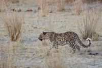 Jeep Safari, Bwabwata Park, Leopard