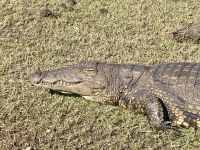 Bootsfahrt auf dem Chobe, Krokodil