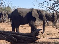 Jeep Safari, Chobe NP, Elefanten