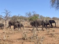 Jeep Safari, Chobe NP, Elefanten