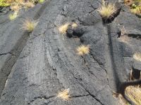 Die Spurrillen von Karren für Transport der Trauben - Lajido - Pico, Azoren