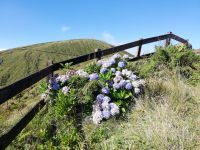 An der Caldeira - Natur pur... - Faial, Azoren 
