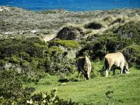 Zwei Elandantilopen grasen friedlich auf der Kaphalbinsel