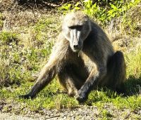Paviane sind keine Seltenheit auf der Kaphalbinsel