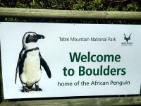 Brillenpinguine am Boulders Beach sind selten geworden und es gibt sie nur hier