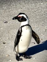 Dieser hier kommt gerade vom Schwimmen