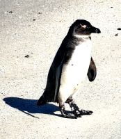Brillenpinguin am Boulders Beach