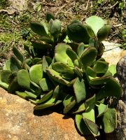 Sukkulenten sind typisch am Kap