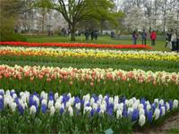 Polder im Keukenhof