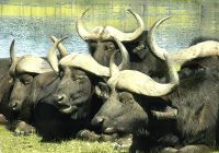 Eine Herde Büffel begegnet uns auf dem Weg zum Weingut Jordan