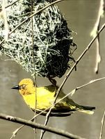 Webervogel füttert seine Jungen