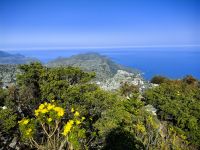 Typische Fynboschvegetation auf dem Tafelberg