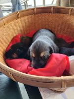 0126 Martin Busers Huskay-Farm