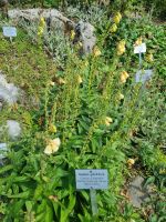 Schynige Platte - Alpengarten