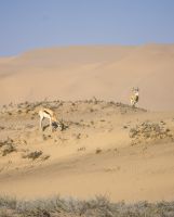 Springböcke in den Dünen