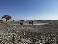 Elefanten am Wasserloch