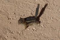 Kleine Eichhörnchen im Bryce Canyon