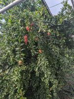 auch Granatapfelbäume