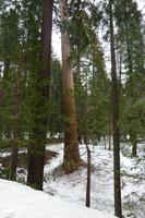 Mammutbäume im Yosemite Nationalpark