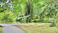 Parque Terra Nostra, São Miguel Island, Povoação, Azores, Portugal
