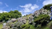 Pico do Ferro, São Miguel Island, Povoação, Azores, Portugal