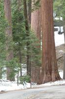 Mammutbäume im Yosemite Nationalpark